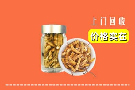 南京浦口区回收散虫草