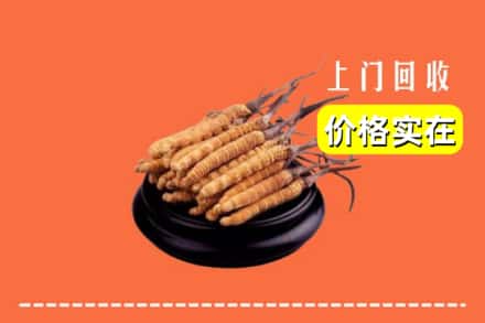 南京浦口区回收冬虫夏草